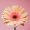 jessica-neves-JBQDjJiolwc-unsplash