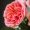 vu-khoi-Xmdh-GuffP8-unsplash